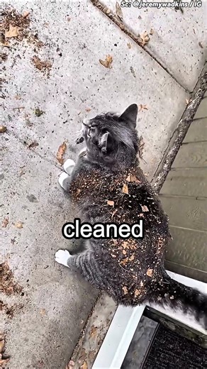 This Cat Just Wouldn’t Stay Clean!