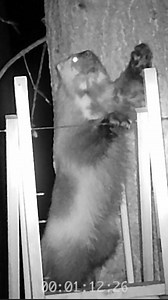 3.8K views · 120 reactions | Wolverines are some of the most elusive...