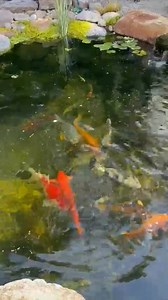 2.6K views · 52 reactions | Relax to the soothing sounds of water and watch your koi swim gracefully.  We’ll design, install, and maintain a custom water feature just for you. Call 845-651-4100! #KoiPond #PondLife #BackyardOasis | Garden State Koi Pond & Waterfall Design Center | Facebook