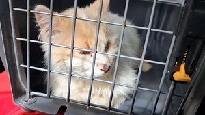 168K views · 22K reactions | Cat with a sore eye begs people to help him! Cat rescue! | Talking Catty | Facebook