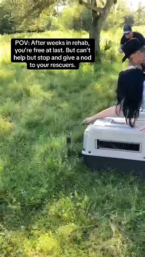 11K views · 874 reactions | These orphaned gray fox kits have beaten the odds, thanks to critical medical care, nourishment, and the support of Greater Good Charities' donors and the wildlife shelter team. Watch the exciting moment they return to the wild in this short video! 力 Thank you for helping us give these beautiful animals a second chance at life in their natural habitat!  #AmplifyTheGood | Greater Good Charities | Facebook