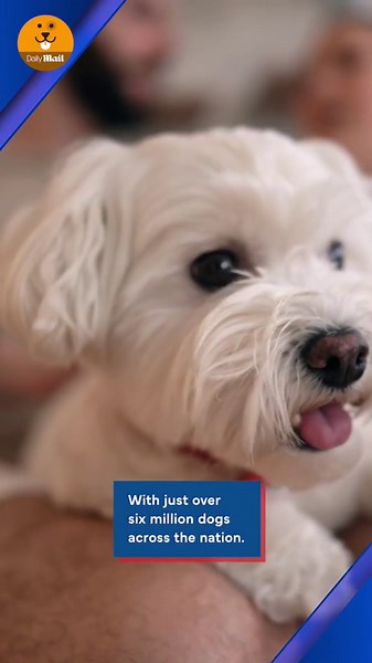 Window cleaner pets cute dog mid-air