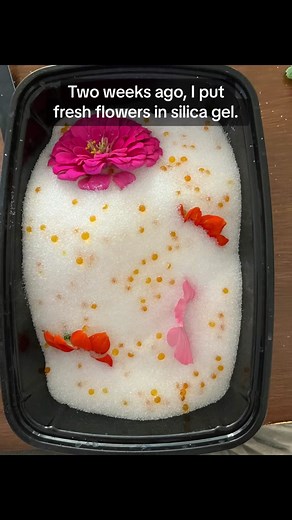 I love pressing flowers, and it’s an excellent way to preserve them, but it’s not the only way! Here I’ve dried zinnia, tithonia, and lavatera in silica gel to preserve their 3d form. . #pressedflowers #pressedflower #driedflowers #dryflowers #botanicalart #botanicalcreativity #playwithplants #madeinmontreal #faitauquebec #pressedflowers #pressedflowerart #cottagecore #gardencore #pressedflower #handmade #botanicalcreativity #botanicalaccessories #slowliving #plantsaremagic #gardengifts #shoploc