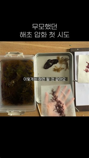 My reckless first attempt at pressed seaweed flowers
