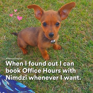 Happy #NationalDogDay from the Nimdzi Team! People often think that...