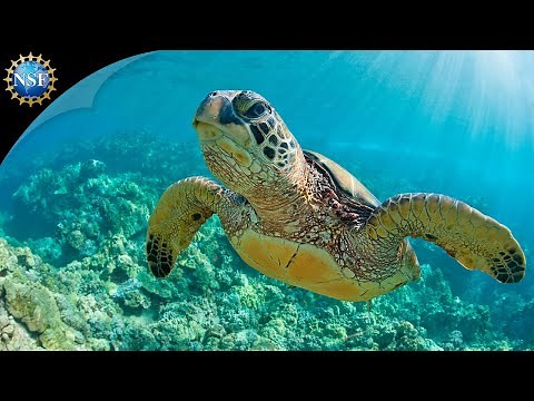 Sea Turtle Migration | Science Nation
