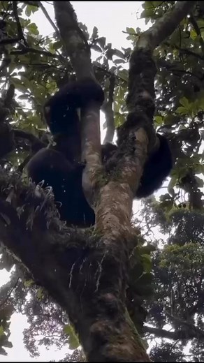 The Thrill of Gorilla Trekking: An Unforgettable African AdventureGorilla trekking is a unique and exhilarating experience that allows adventurers to observe these magnificent primates in their natural habitat. Primarily found in the dense forests of Uganda, Rwanda, and the Democratic Republic of Congo, gorilla trekking offers a rare opportunity to witness the behavior and social structures of mountain gorillas up close.Participants embark on guided treks through lush landscapes, often facing ch