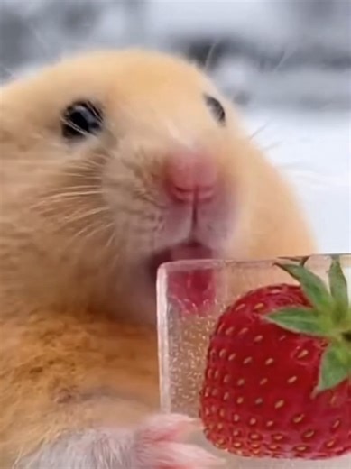 Too Cold… But I Want the Strawberry 🐹🍓#Cute #Hammy #funny #cuteanimals #haster #strawberry