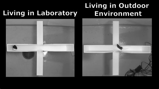 These video clips show the same mouse navigating a maze after it developed a fear response living indoors (left) and then a week after it was released into an outdoor enclosure (right). Credit: Matthew Zipple and Bryson Loflin | LiveScience