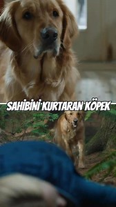 🎬 Enzo: Yağmurda Yarış Sanatı Hayat bir yarış pistiyse, en büyük rehber bazen bir köpek olabilir... 🐾 Duyguların direksiyona geçtiği bu hikâyede, Enzo isimli sadık bir dostun gözünden, aşkı, kaybı ve mücadeleyi izliyoruz. Yarış arabası sürücüsü Denny'nin hayatına tanıklık eden Enzo, sadece bir köpek değil... Hayatın anlamını kavramış gerçek bir yol arkadaşı. 👉 Eğer kalbine dokunan bir film arıyorsan, bu hikâyeye şans ver. #reels #filmkesiti #filmönerisi #kesitler #reelsviral #viralvideo #Film
