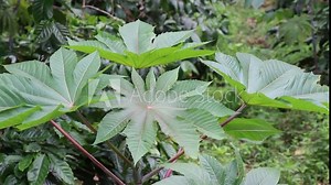 Castor bean plant (Ricinus communis) with wide fresh leaves waving to wind