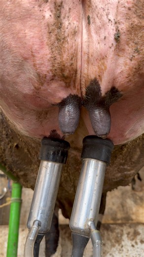 Complete Cow Milking Process | Machine Milking