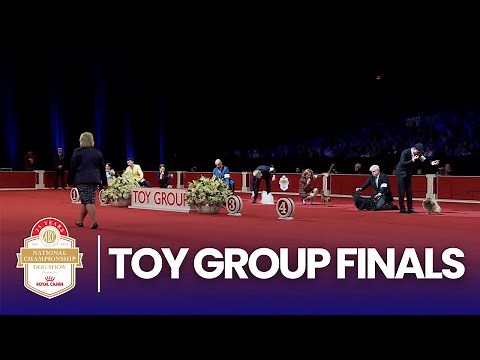 Toy Group Finals | 2025 AKC National Championship Presented by Royal Canin