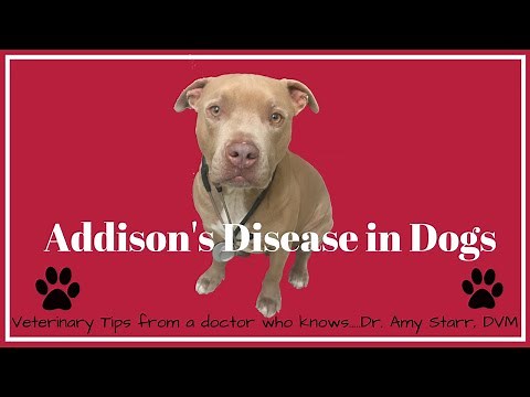 Veterinary tip of the day Addison’s disease in dogs