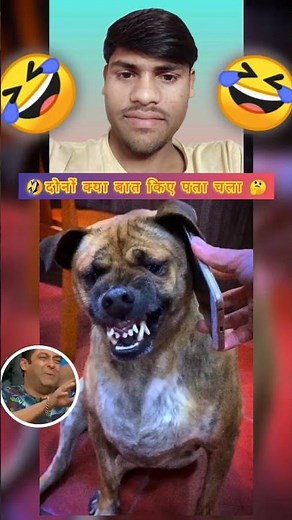 डॉगीस भाई का gf से नाराजगी 🤣। फनी वीडियो। फनी शॉट्स वीडियो।