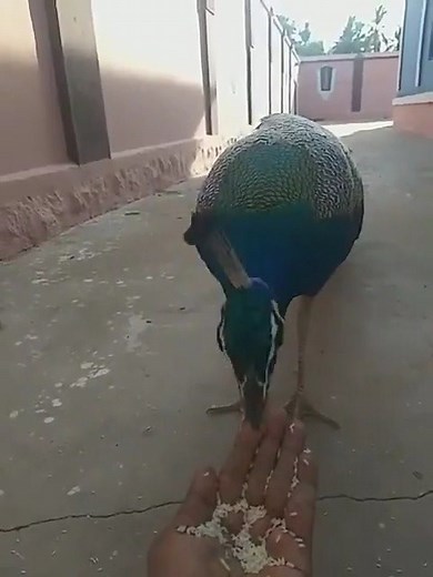 "He has a 5 feet tail… the longest I have seen so far,” wrote Twitter user Ethirajan Srinivasann while sharing this clip of a peacock eating rice from the man’s palm. It seems rather comfortable while eating and polishes off the rice within no time! | TheBetterIndia