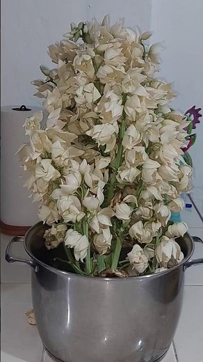 flor de izote en chilatole #alerecetasdecomida