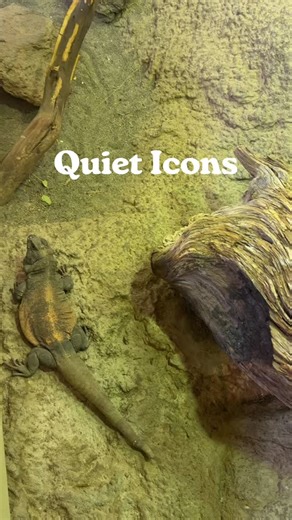 Meet the chuckwalla, Nunchuck. He’s big, round, and unbothered. If you’ve ever thought “is that a lizard or a very chill potato with legs?” you’re not alone. Chuckwallas are desert experts. They spend their days basking in the sun, snacking on plants (strictly vegetarian), and avoiding drama. When they feel threatened, they don’t fight. They wedge themselves into rock cracks and puff up like a balloon. They become basically impossible to move, which, honestly, relatable. They might not be flashy