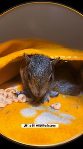 Baby squirrel Age Milestones Newborn (Pinky): Hairless, pink body, eyes/ears closed, tiny joined paws. 1-2 Weeks: Start developing grayish "peach fuzz" fur; still blind. 3 Weeks: Thicker fuzz, fur on tail, lower teeth emerge; eyes still closed. 4 Weeks: More defined fur (white tummy, grey back), eyes almost ready to open. 5 Weeks: Eyes open, fully furred, upper teeth emerging, ready to play. 6-7 Weeks: Begin sitting on hind legs, tail curls, start exploring. 8-10 Weeks: Look like tiny adults, st