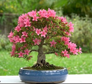 Bonsai Styles: Everything You Need to Know