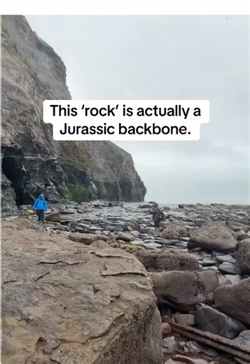 Rolled fossil I spotted on the beach… turns out it’s an ichthyosaur vertebra from a Jurassic marine reptile 🦴 #ichthyosaur #fossilhunting #jurassic #fossilfind #marinereptile