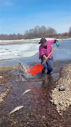 Incredible Fish Run: Catching Fish by the Shovelful! 🌊​#ViralFishing​#AmazingNature​#FishRun.