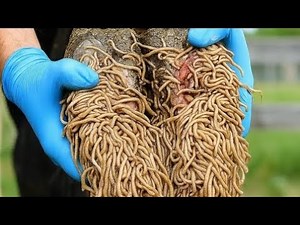 What Farmhands Found Inside Cow Hooves Will Shock You! 🐄🔥