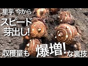 里芋の芽出しお急ぎ下さい！すぐに発芽し収穫量もアップする簡単な裏技