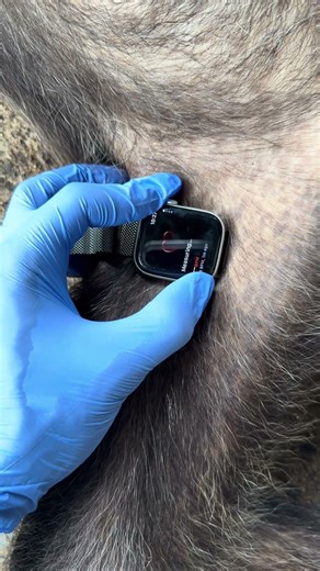maybe it’s cheating, but using an Apple Watch to track a monkey’s heart rate is best🤷🏾‍♂️