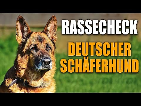 German Shepherd Breed Check - Breed Portrait, Breed Description
