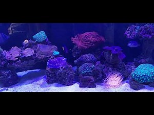 Coralife UV Sterilizer 36 Watt