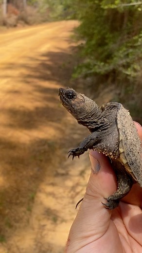 7.4K views · 194 reactions | A wittle baby common snapping turtle I cruised on a dirt road in Florida.  Wait for the ferocious bite at the end! | Justin Doll | Facebook