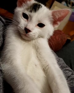 1.1K views · 88 reactions | Meet Gnocchi (top video) and...