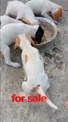 English pointer puppy || For sale