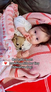 59K views · 3.1K reactions | Our baby loves cuddling with our tiny little chihuahua dog! #Adorable #cute #dog #babygirl #funnyreels #funnyvideos #petcare #happydog #babylove #funnyreels #fyp | The chihuahua family | Facebook