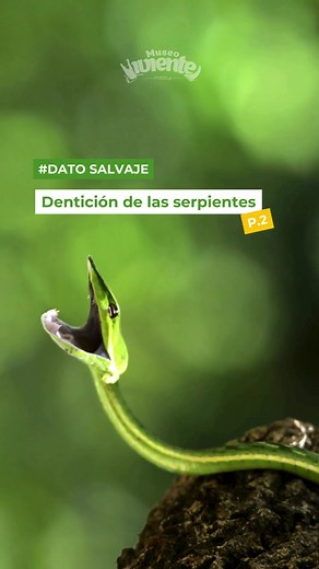 Tipos de dentición de serpientes: Aglifa y más