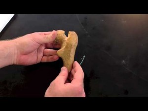 Gross Anatomy of Long Bones