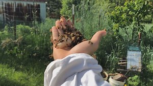 How to remove honeybees from your home in the middle of swarm season