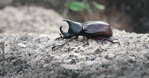 Macro view of xylotrupes gideon, the brown rhinoceros beetle, is a species of large scarab beetle belonging to the subfamily Dynastinae. Large male rhinoceros beetle on stone