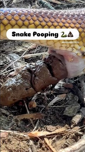 Snake Pooping 🐍💩