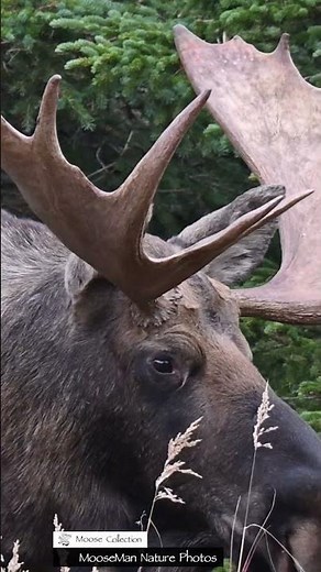 Close Up Look at a Big Moose Face #moose #alaska