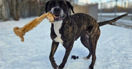 Adoption fees waived in Toronto for large dogs looking for new forever homes