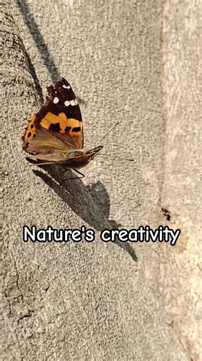 “Ever wondered why butterflies have such bright colors?” 😲 🦋 #butterfly #colors #naturelovers