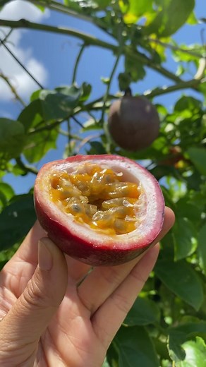 Fresh Passionfruit from South America | Order Online at Miamifruit.org