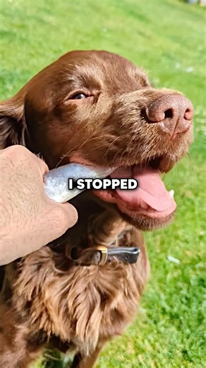 The Secret Behind Dogs Seizures