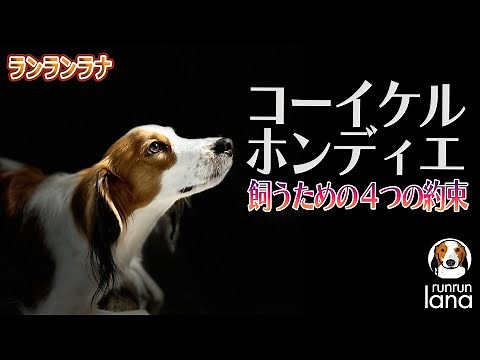 #95 コーイケルホンディエを飼うための４つの約束