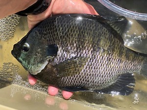 Last week, biologists discovered common carp back in Pelican Lake. To increase the already-small predator base, we stocked 12,000 fingerling tiger muskie. For more information on Pelican Lake, please call our office at 435-781-WILD (9453). | Utah Division of Wildlife Resources