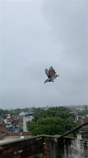 kabootar ki landing ka ye slow motion scene dekh kar maza aa gaya. Jo log pigeons ko pyaar karte hai unke liye ye reel special hai 🕊️❤️ Aapko landing kaunsa part best laga? Comment me zarur batana 👇 #pigeon #pigeonlanding #kabootar #kabootarvideo #pigeonlover #theanimalhub | the animal hub