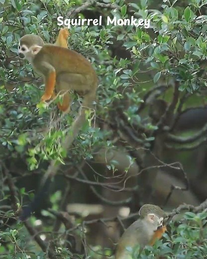 Squirrel Monkey/The Tiny Acrobat of the Rainforest!