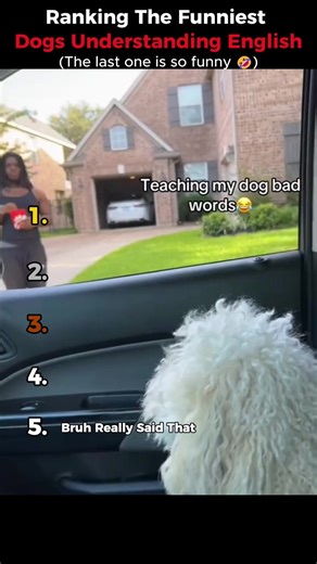 Ranking Dogs That Understand English